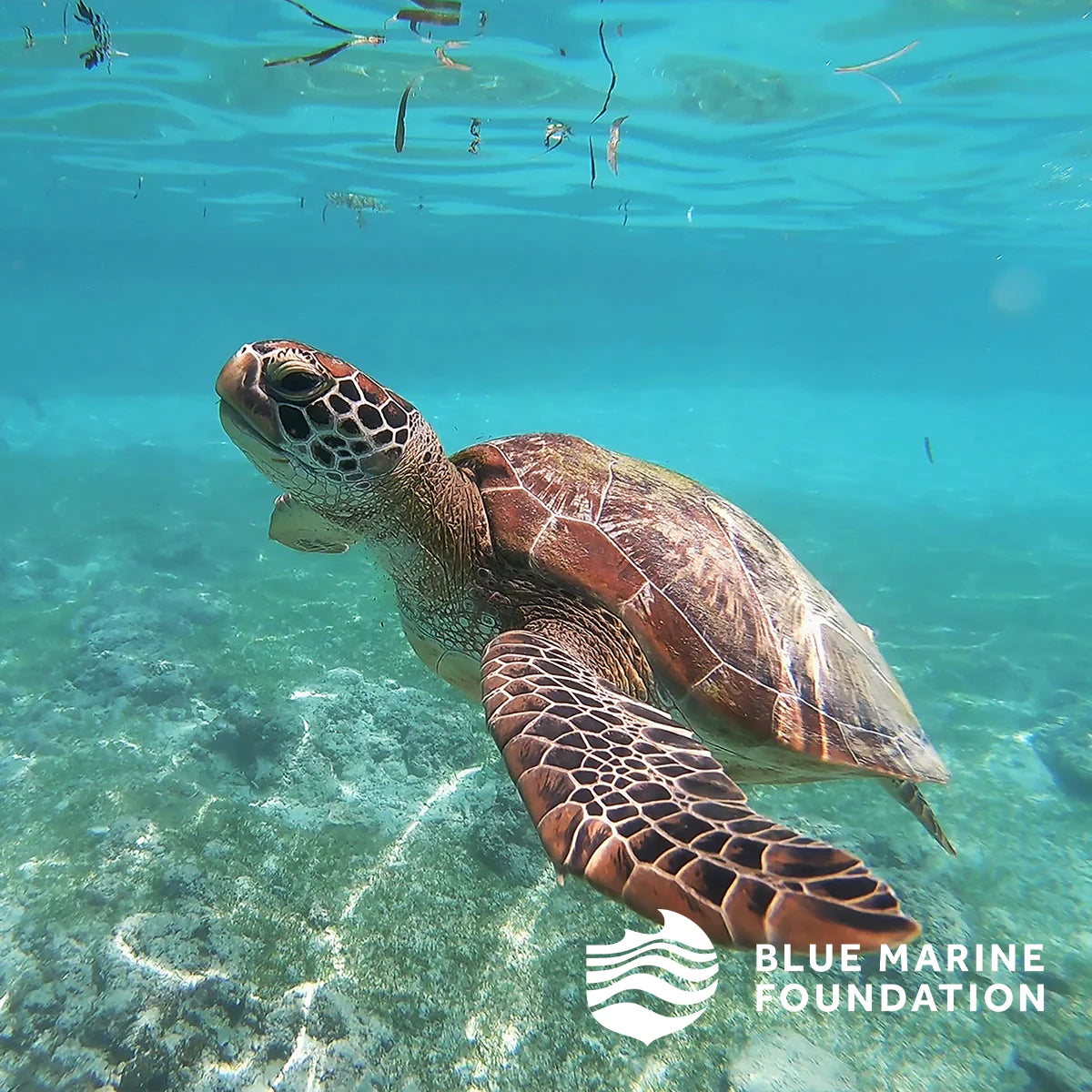 Elizabeth Scarlett Turtle Conservation Everyday Pouch